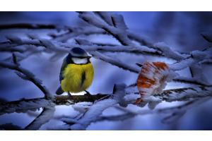 Blaumeise "frozen"