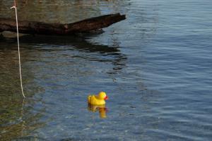petit canard