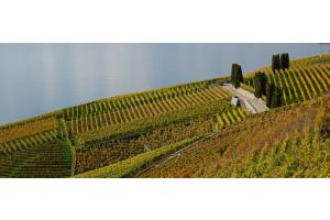 Lavaux