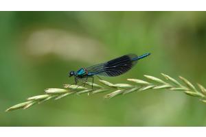 Demoiselle
