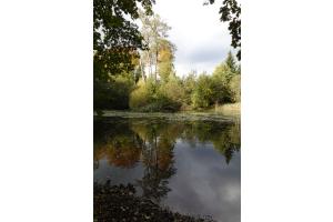 Idyllischer kleiner Waldsee in der Nähe von Solothurn im Herbst