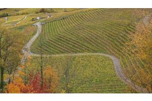 Lavaux