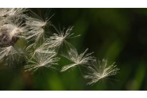 Graines