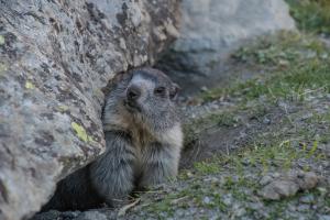 Murmeltier in den Schweizer Alpen 
