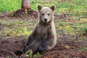 Braunbär in Finnland