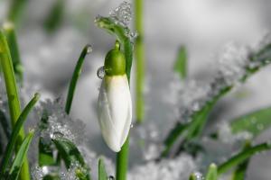 Perce-neige