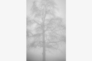 Nebel Nebel