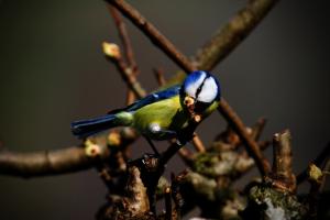 Blaumeise am knabbern