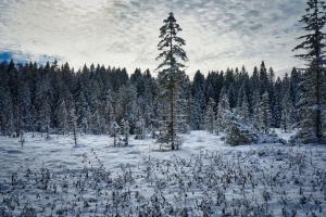 Winderzauber im Wald/Etang de la Gruère (JU)
