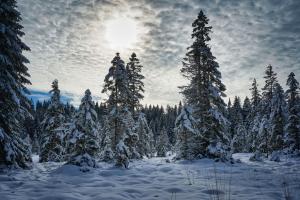 Winderzauber im Wald/Etang de la Gruère (JU)