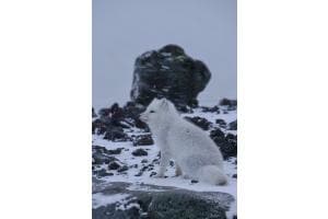 Polarfuchs in Island