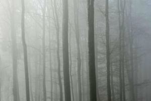 Bäume im Nebel Bäume im Nebel