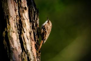 Kleiner Gartenbaumläufer ganz gross!