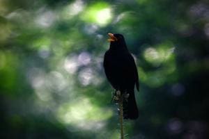 Amsel im Gegenlicht