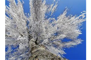 Baumriese im Winterkleid