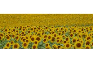 Tournesol