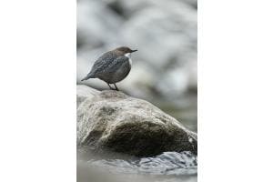 Wasseramsel der Tauchende Singvogel Wasseramsel der Tauchende Singvogel