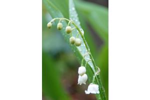 Muguet