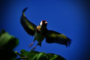Abflug eines Distelfinken