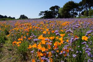 Phacelia / Mohnfeld in der Bretagne