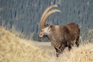 Steinbock am Augstmatthorn 