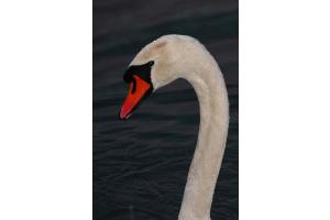 Cygne