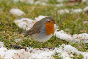 Farbtupfer im Winter