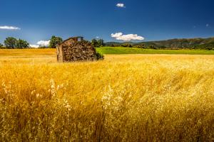 Kornfeld in der Provence