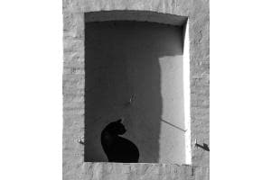 Le chat Le chat