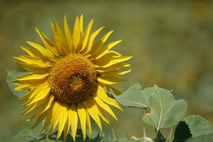 Tournesol