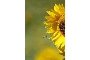 Tournesol