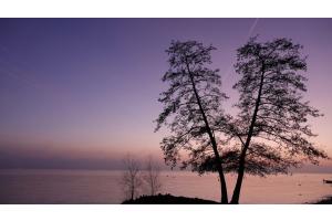 nuance mauve