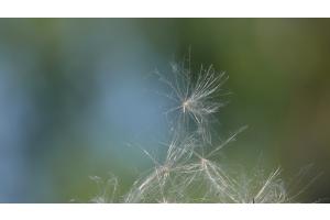 graines