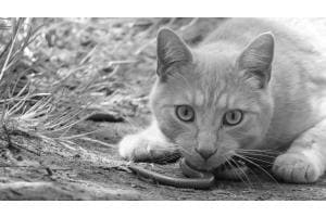 chat