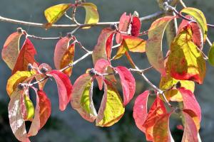 Herbstzauber