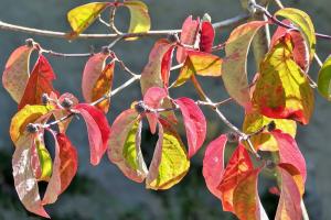 Herbstzauber