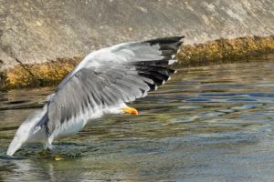 Eleganter Anflug Eleganter Anflug