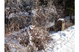 Winterliche Verhältnisse am Sensedamm