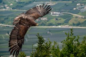 Steinadler im Flug Steinadler im Flug