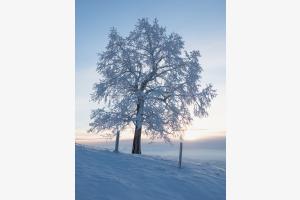 Winterbaum