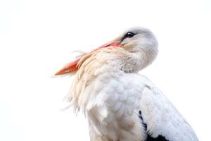 im Nest im Nest