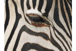 Das Muster im Auge behalten