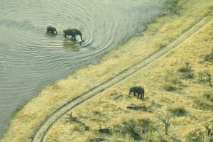 Elephants crossing Elephants crossing
