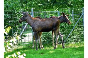 Doppel Elch Tierpark Bern