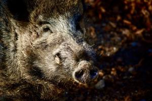 Wildschwein ( Tierpark Bern)