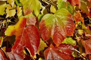 Farbige Blätter 1 Farbige Blätter 1