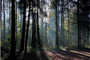 Im Wald Im Wald