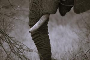 Elefant 