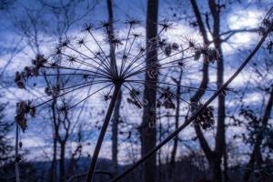 Trockenblume im Gegenlicht Trockenblume im Gegenlicht