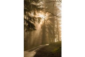 Gegenlicht - Emmental Gegenlicht - Emmental